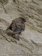 Image of Eurasian Crag Martin