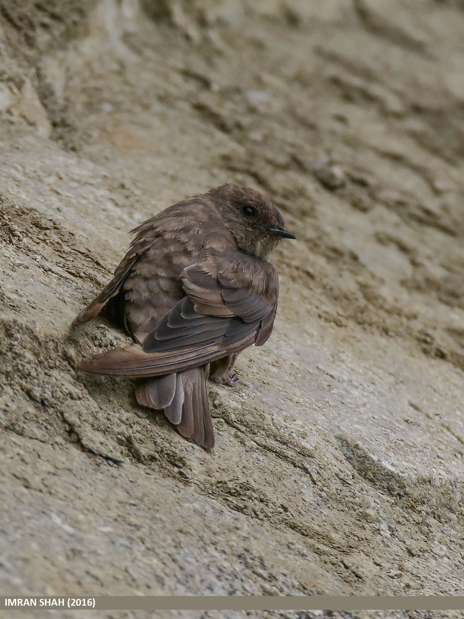 Image of Eurasian Crag Martin