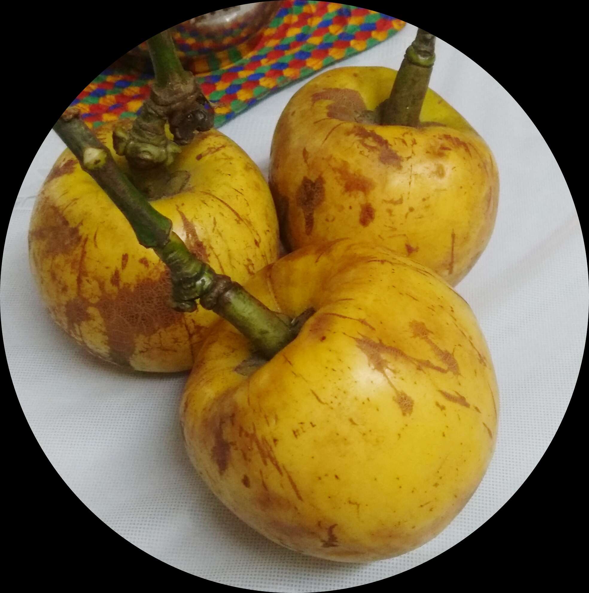 Слика од Garcinia pedunculata Roxb.