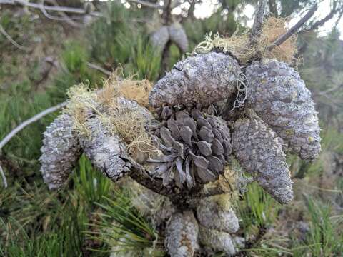 Image of Bishop pine