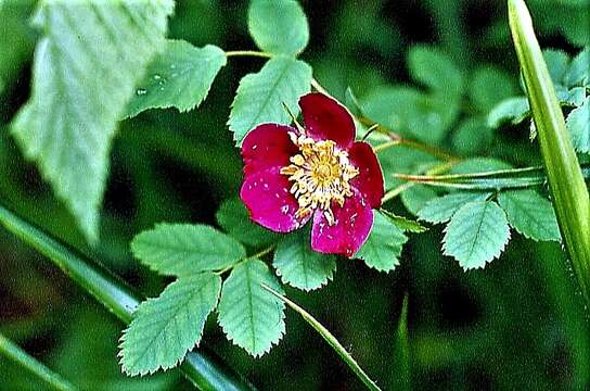 Image of alpine rose