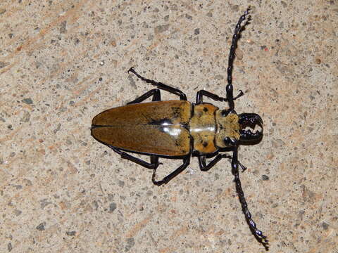 Plancia ëd Trictenotoma grayi Smith 1851