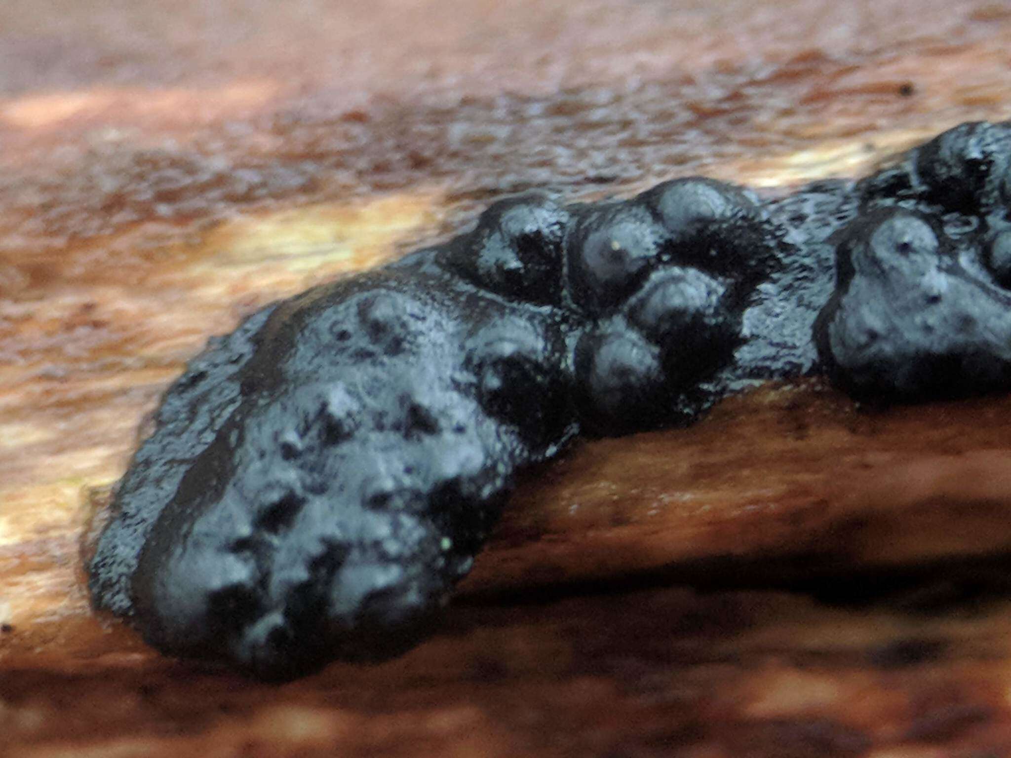 Image of Black Witches' Butter