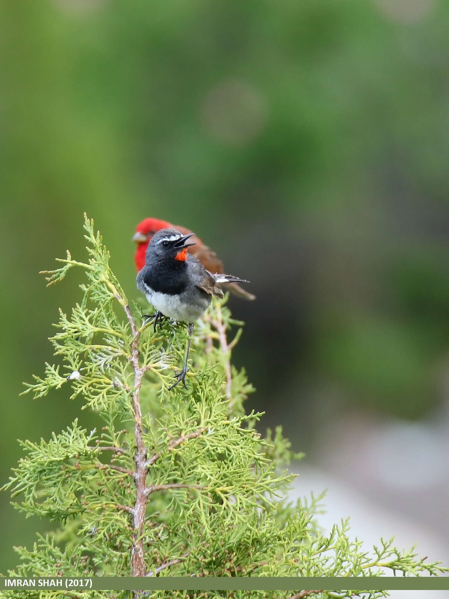 Image of Himalayan Rubythroat