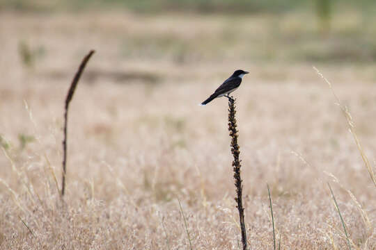 Image of Eastern Kingbird