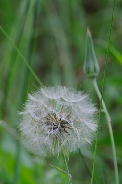 Image de Tragopogon orientalis L.