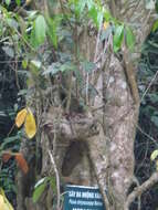Image of Ficus fulva Reinw. ex Bl.