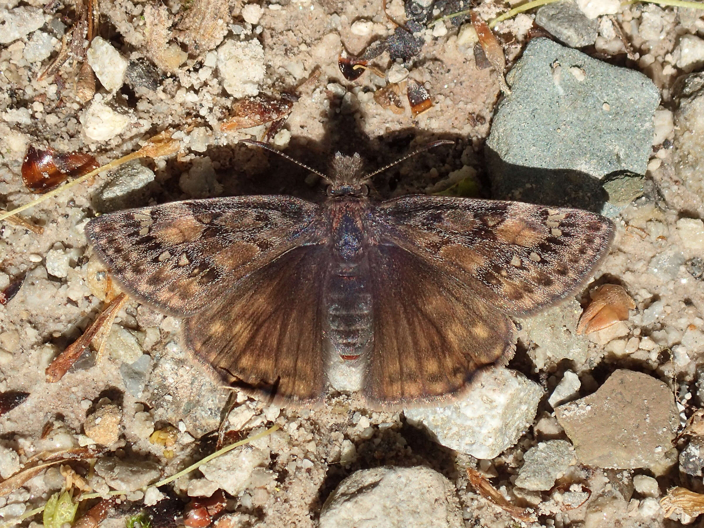 Image of Juvenal's Duskywing