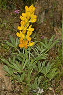 Image of European yellow lupine