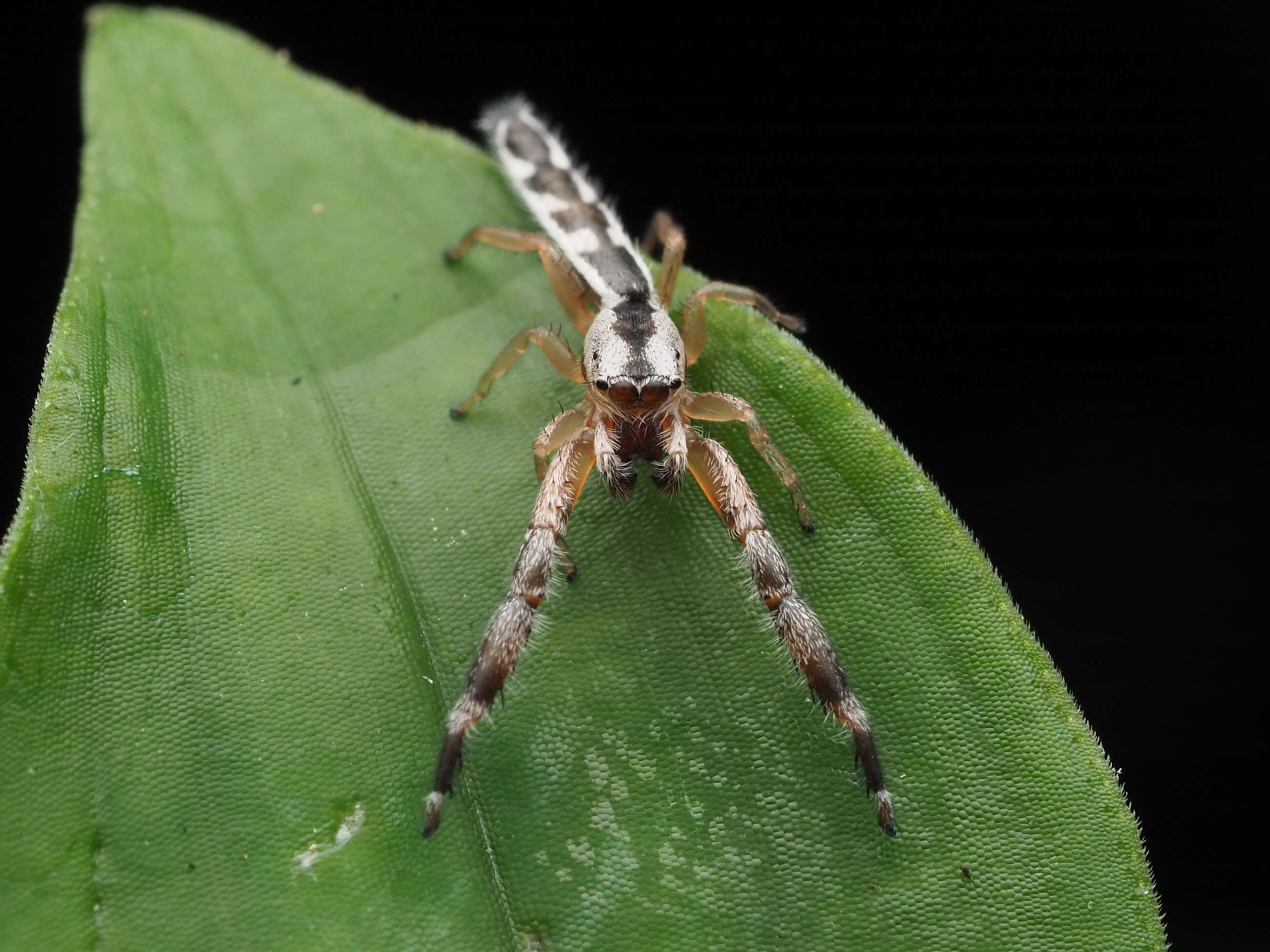 Image of Pike Slender Jumper