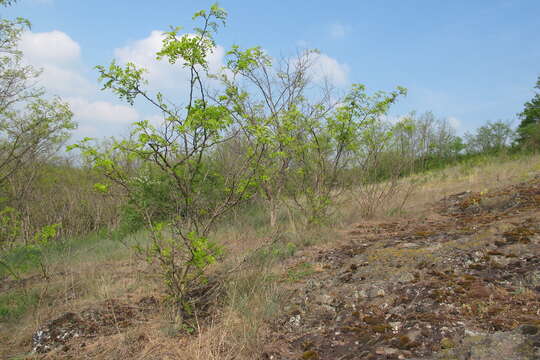 Image of black locust