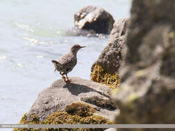 Image of Brown Dipper