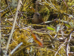 Image of Bar-winged Wren Babbler