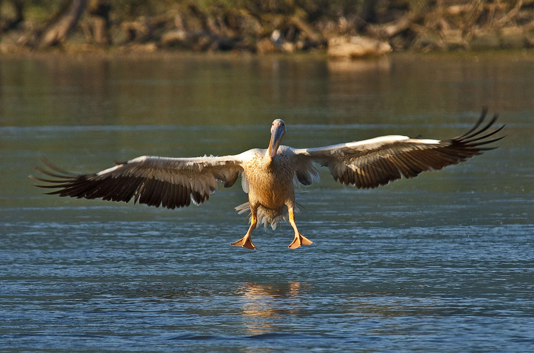 Image of Great White Pelican