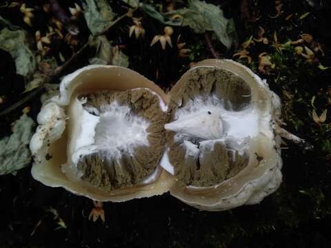 Image of Stinkhorn