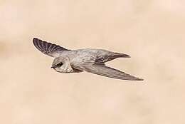 Image of Pale Crag Martin