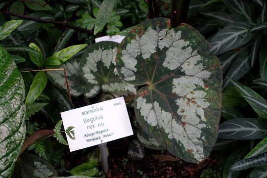 Image of Begonia rex Putz.