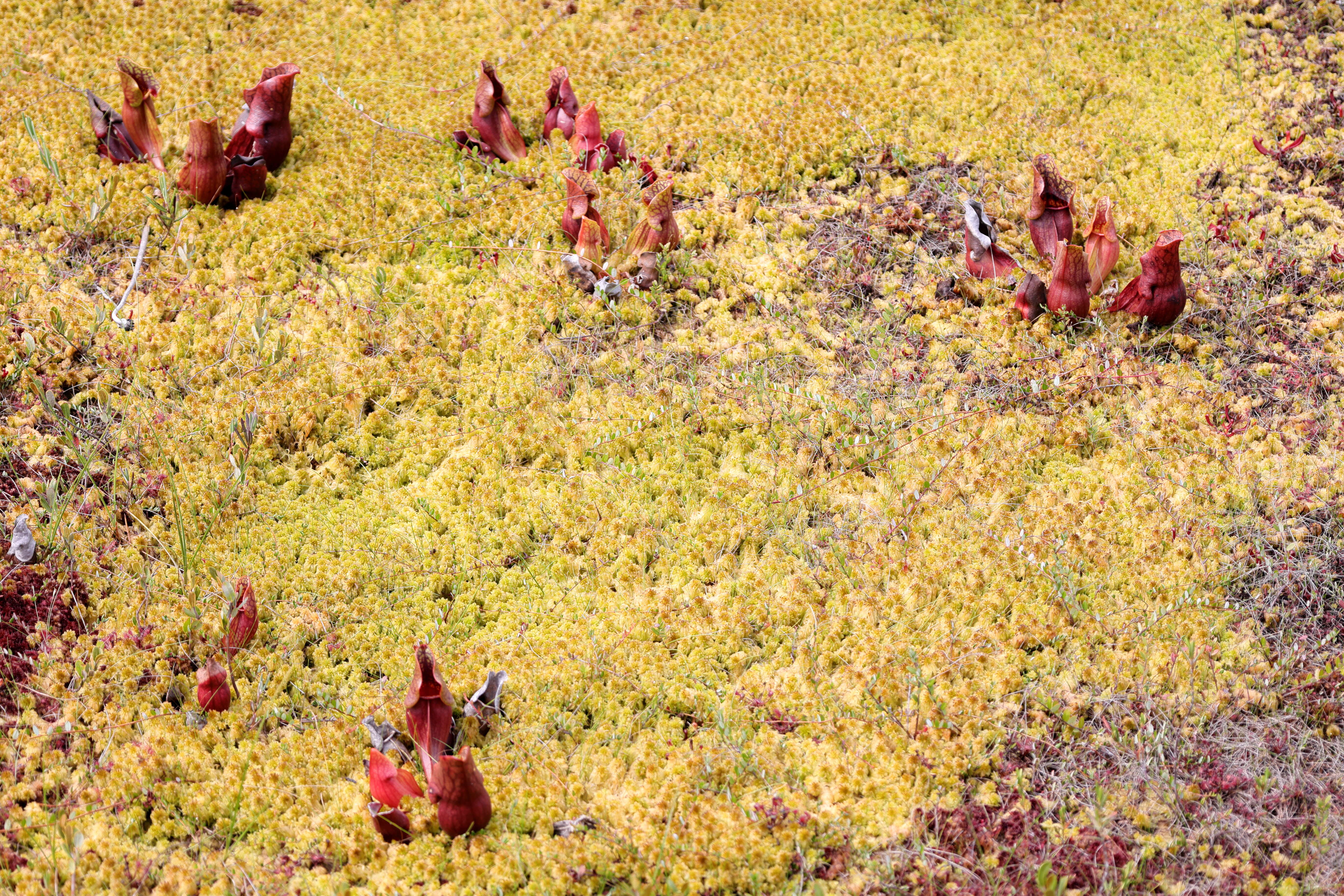 Image of purple pitcherplant