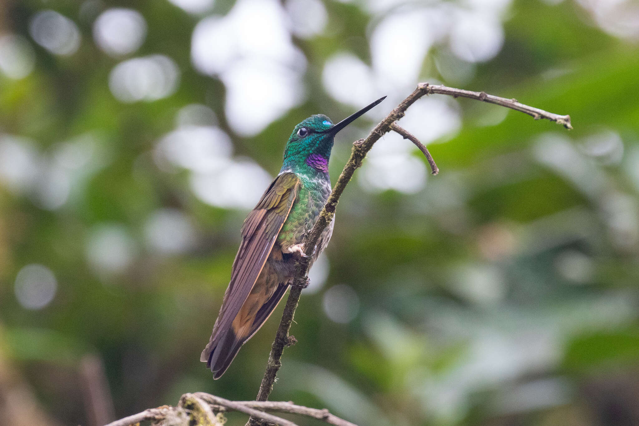 Image of Bolivian Starfrontlet