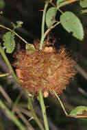 Image of Mossy Rose Gall Wasp