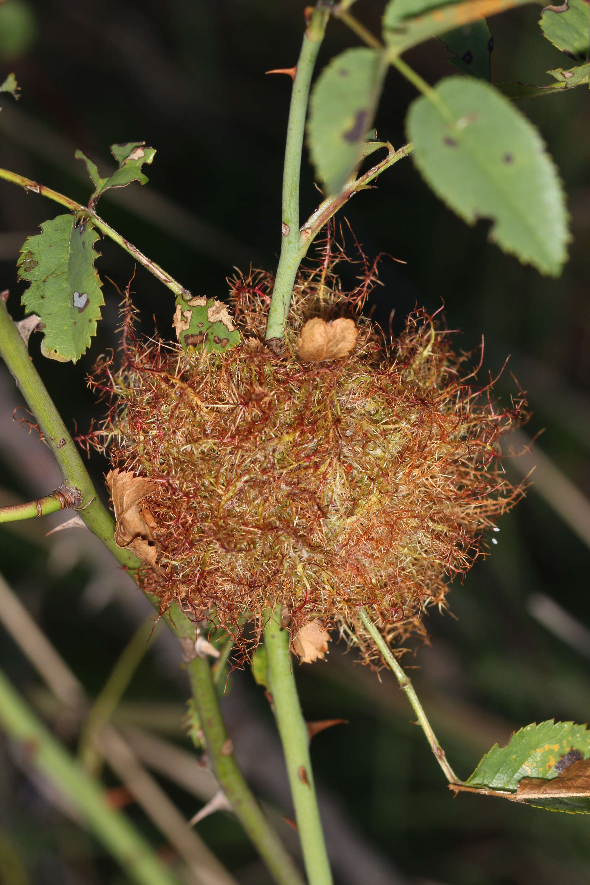 Image de Cynips du rosier