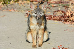 Image of Grey Foxes