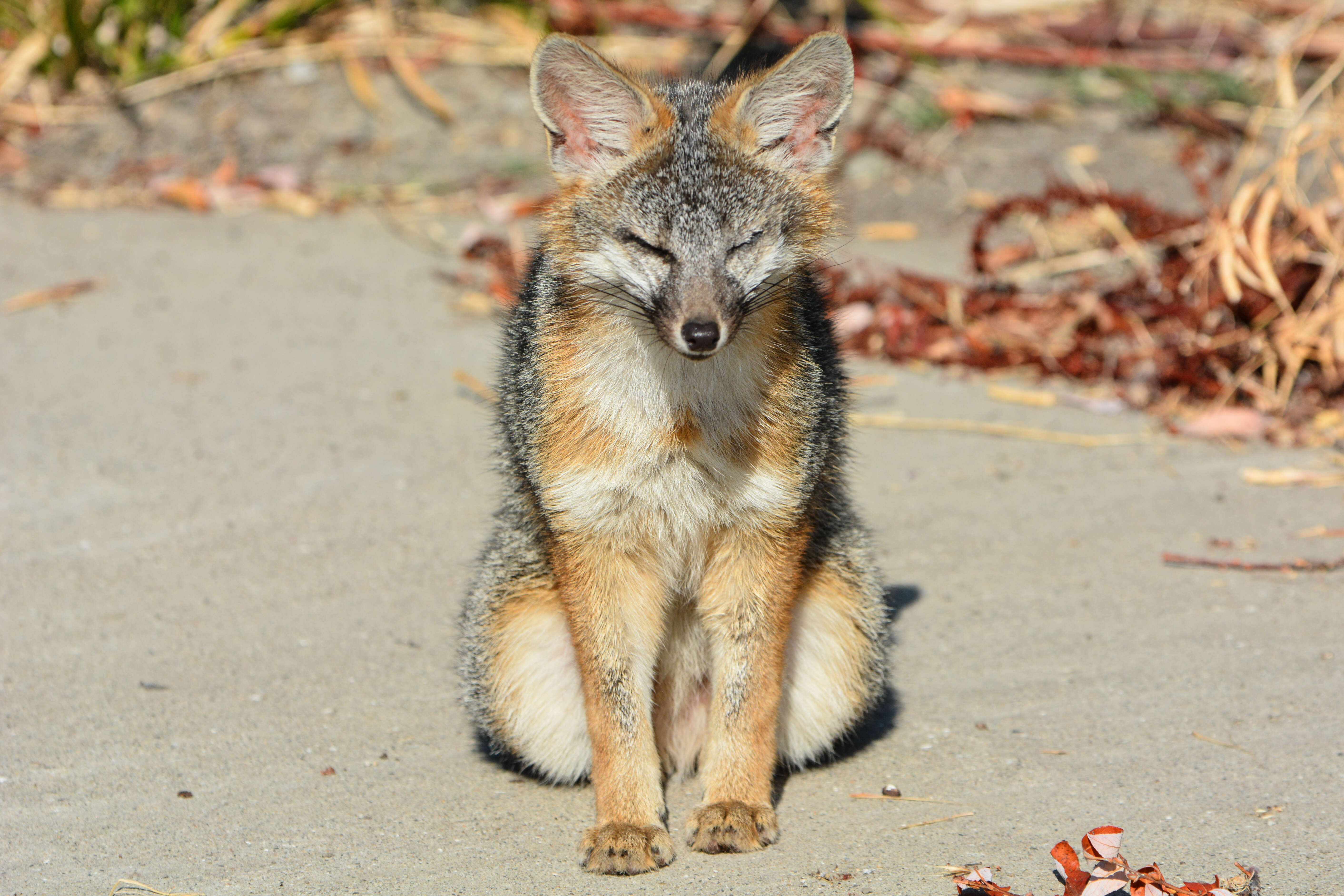 Image of Grey Foxes