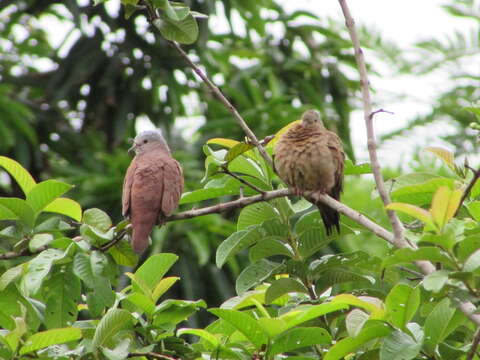 Image of Ruddy Ground Dove