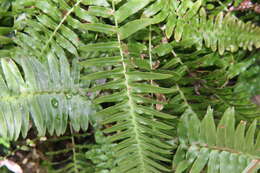 Sivun Blechnum occidentale L. kuva