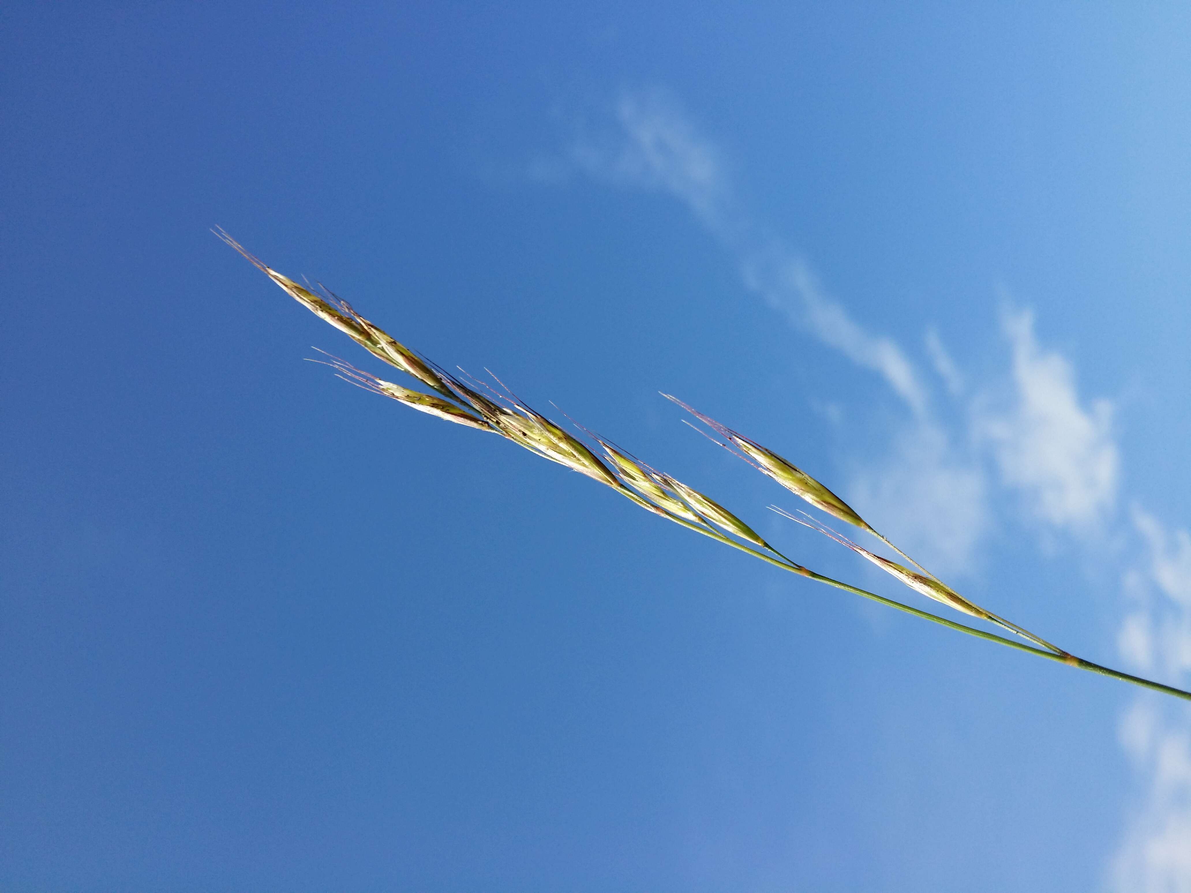 Plancia ëd Helictochloa pratensis (L.) Romero Zarco