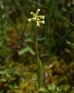 Image of Green Woodland Orchid