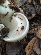 Image of Clitocybe nebularis (Batsch) P. Kumm. 1871