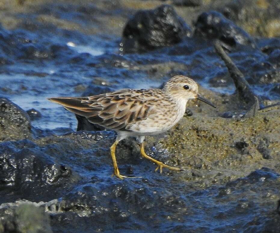 Image of Long-toed Stint