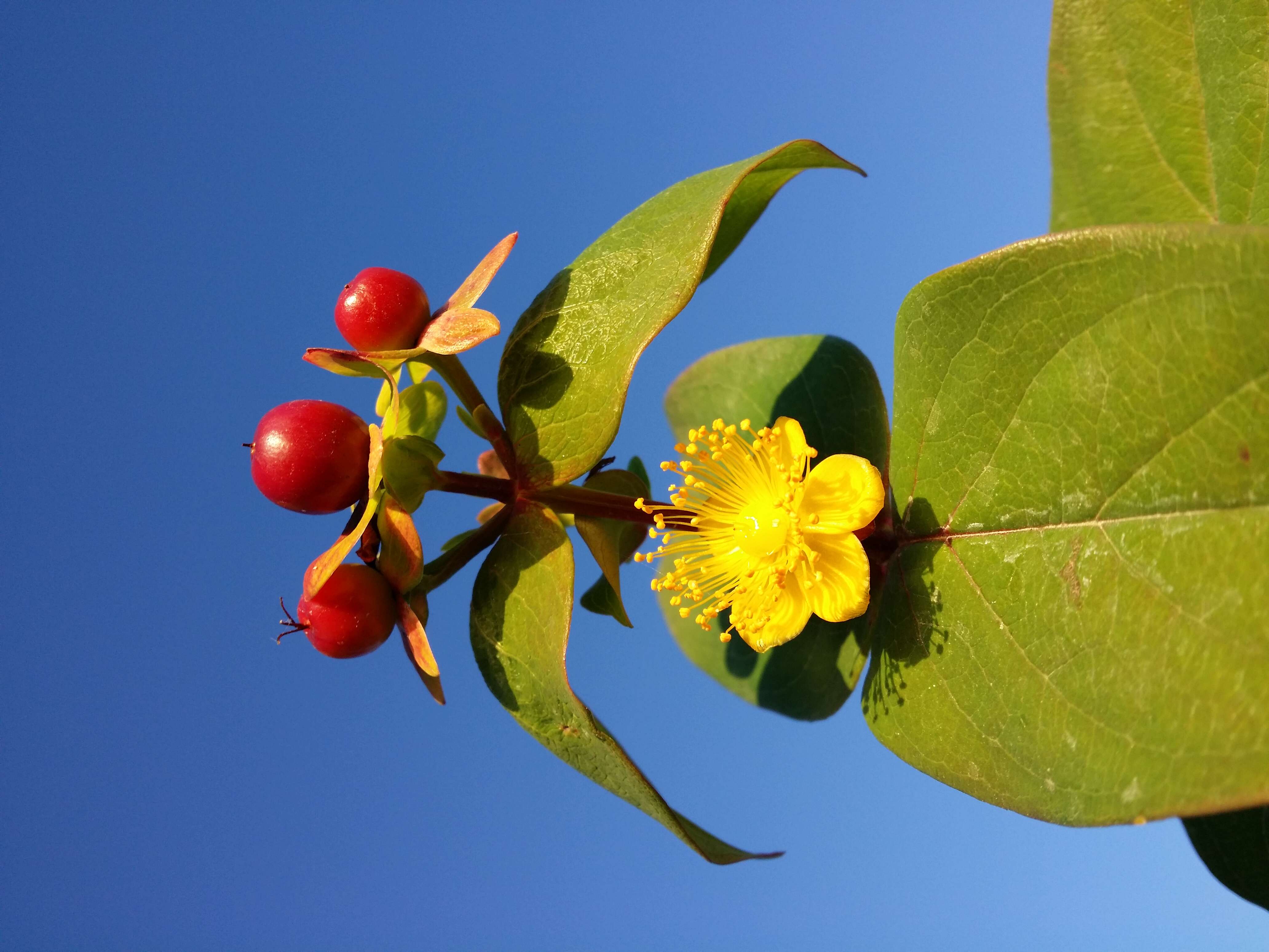 Image of sweet-amber