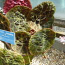 Imagem de Begonia goegoensis N. E. Br.