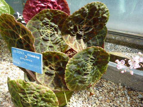 Imagem de Begonia goegoensis N. E. Br.