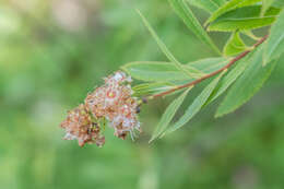 Image of white meadowsweet