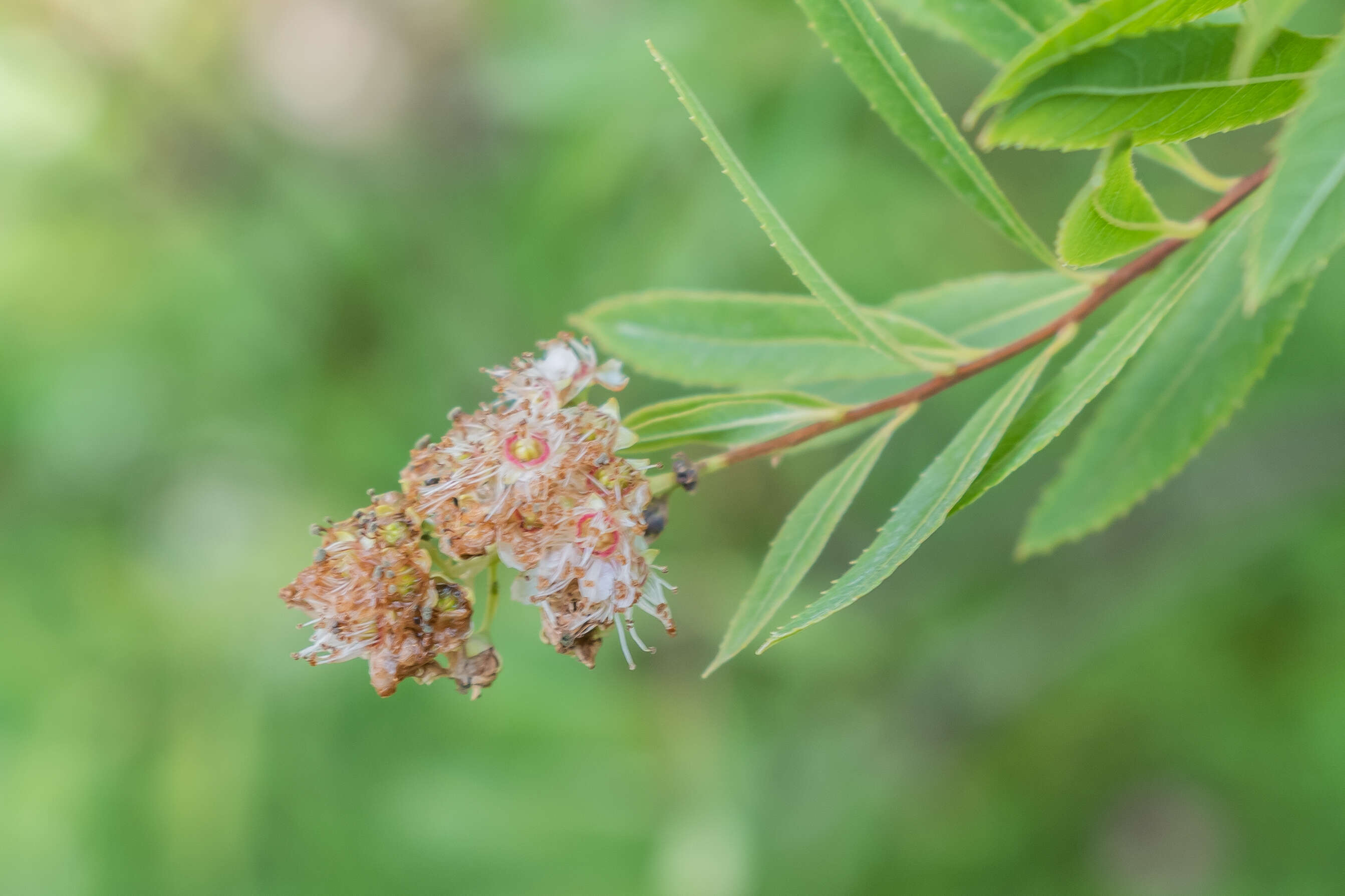 Image of white meadowsweet