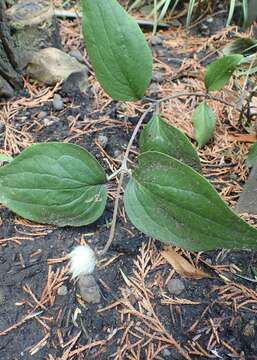 Imagem de Clematis coactilis (Fernald) Keener