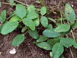 Image of bambarra groundnut