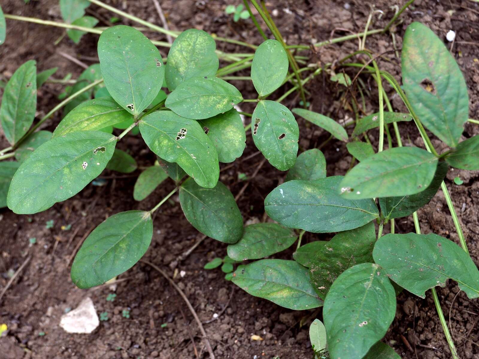 Image of bambarra groundnut