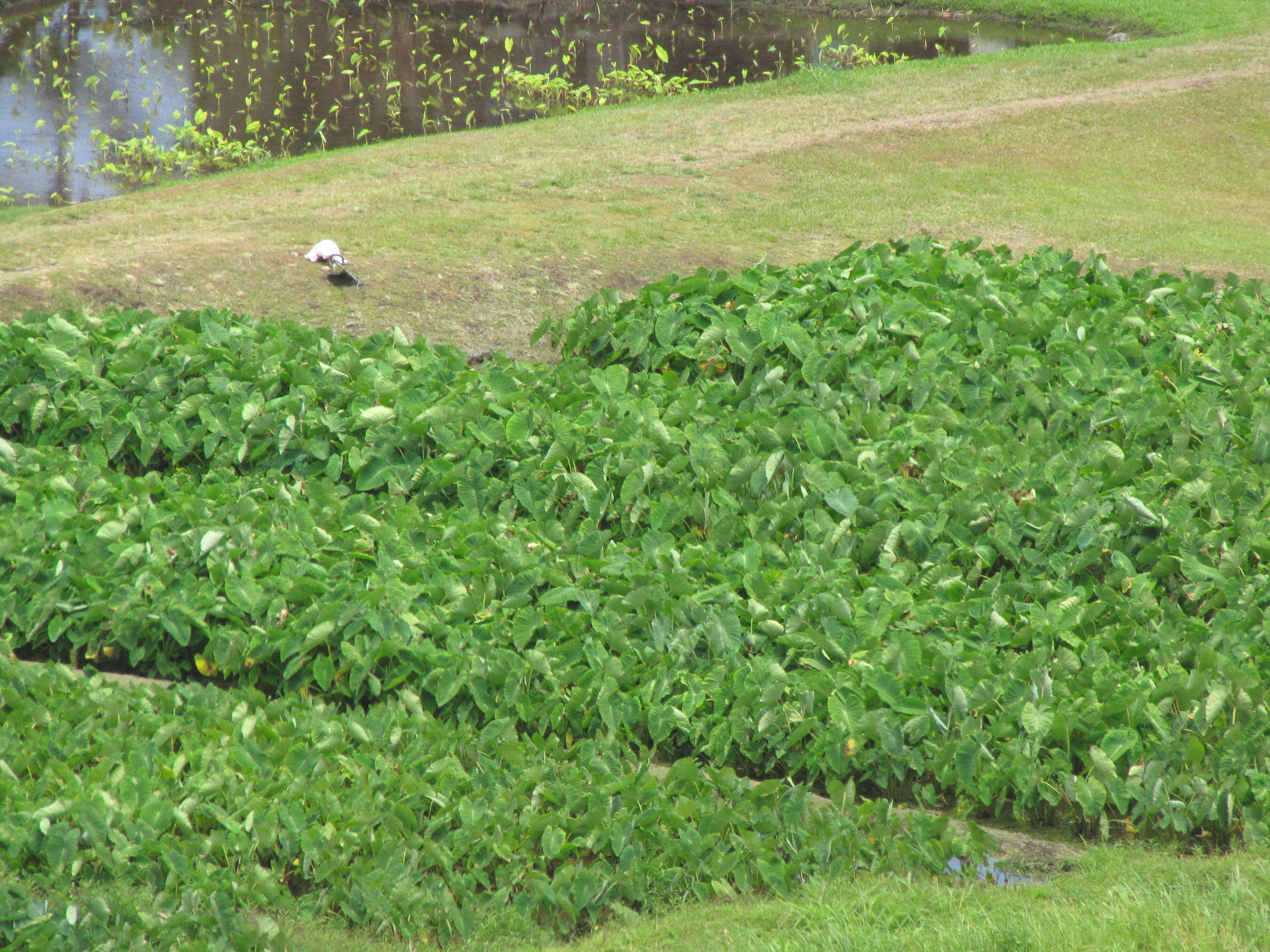 Image of Wild Taro