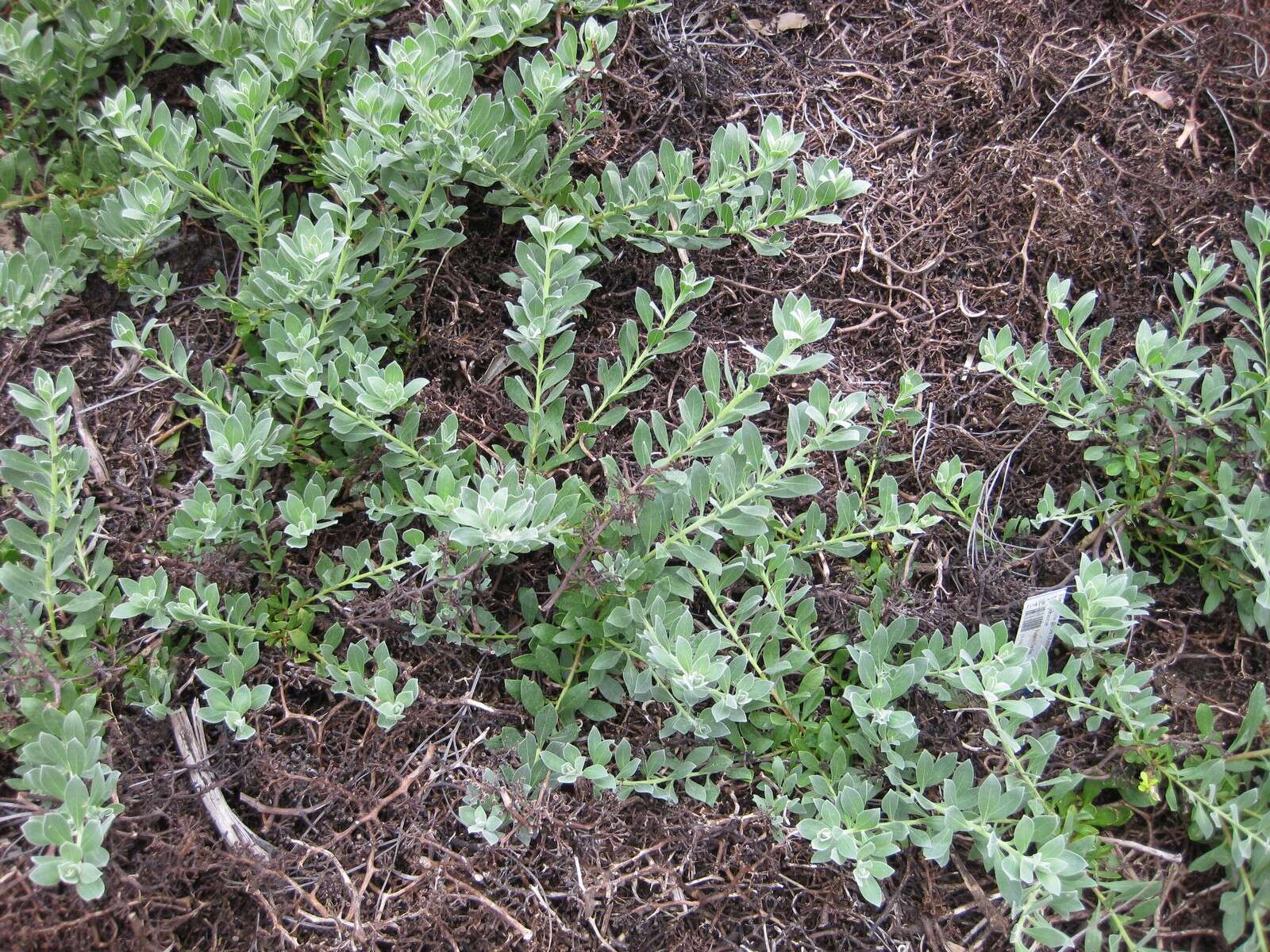 صورة Eremophila glabra (R. Br.) Ostenf.