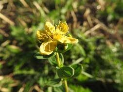 Image of spotted St. Johnswort