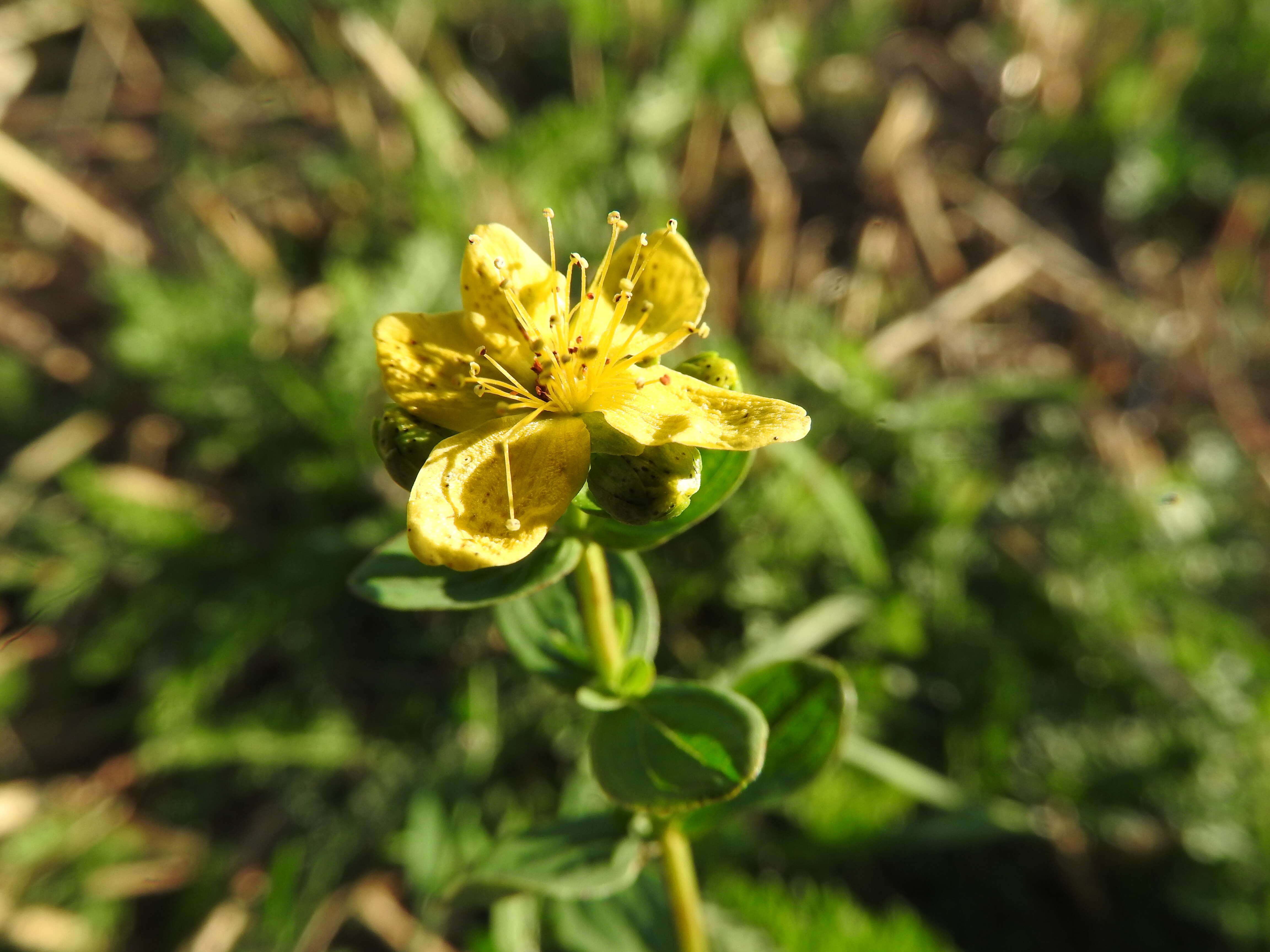 Image of spotted St. Johnswort