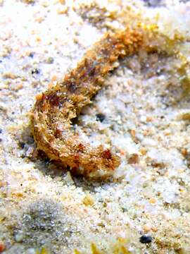 Image of Bottleneck Sea Cucumber