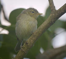 Image of Common Chiffchaff