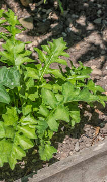 Image of Acanthus hungaricus (Borbás) Baenitz