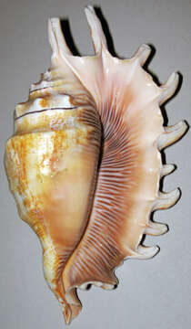 Image of milleped spider conch