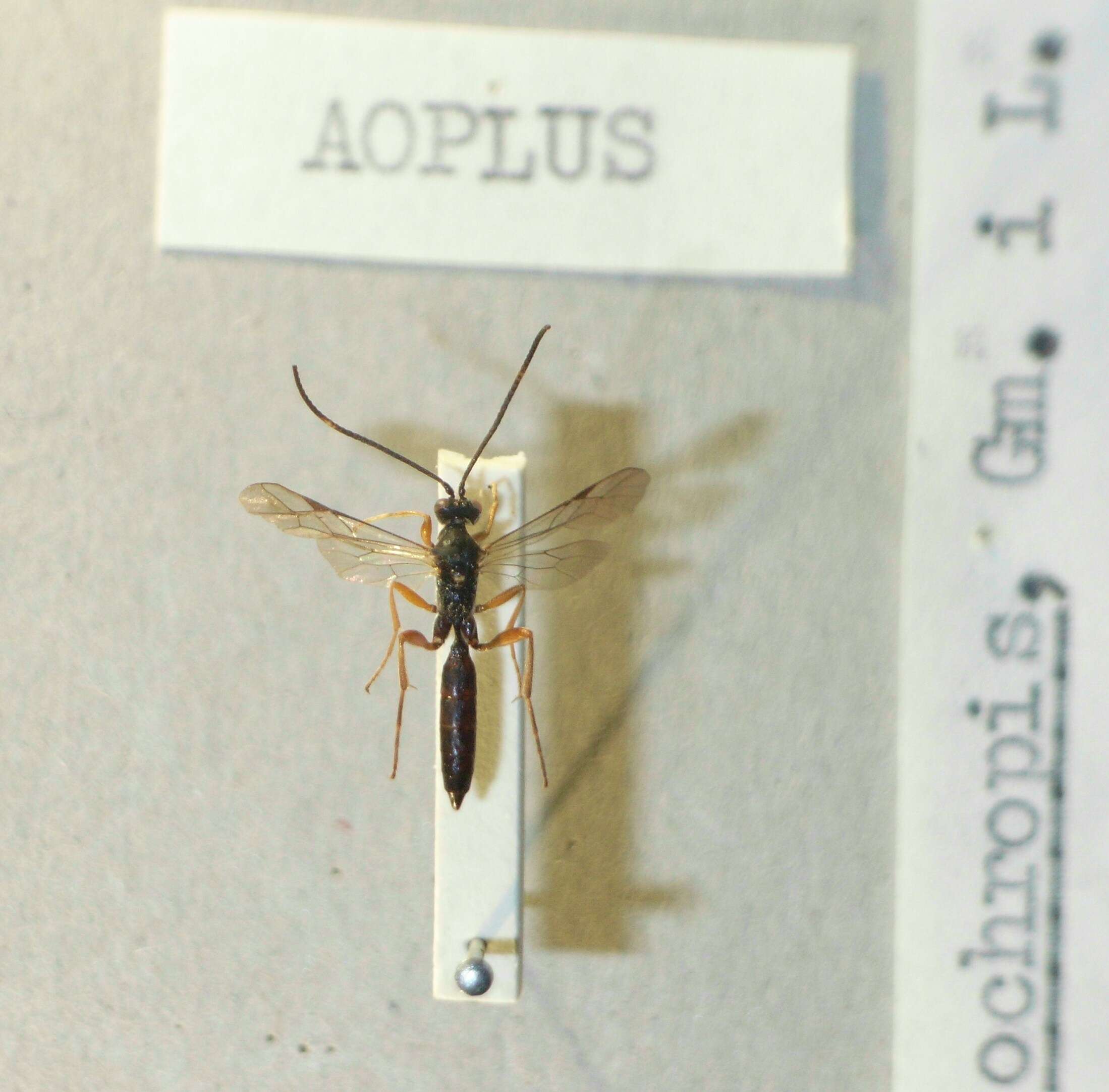 Image of Aoplus